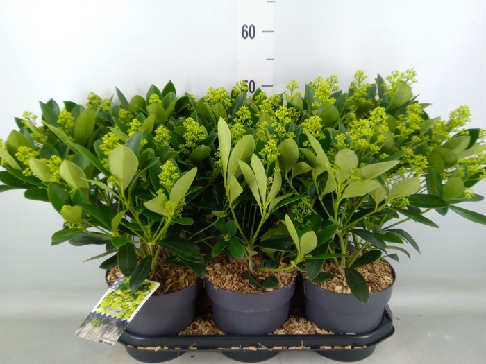 <h4>Skimmia jap. 'Finchy'</h4>