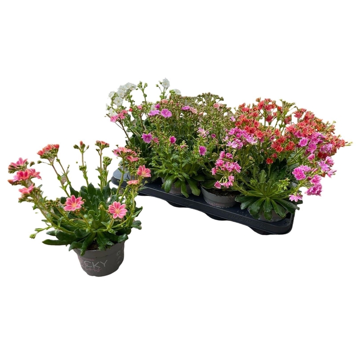 <h4>LEWI ROCKY COLOR GEM</h4>