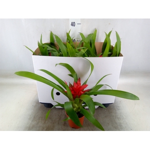 Guzmania  'Blitz'