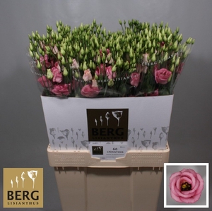 Lisianthus Rosita Rose Pink