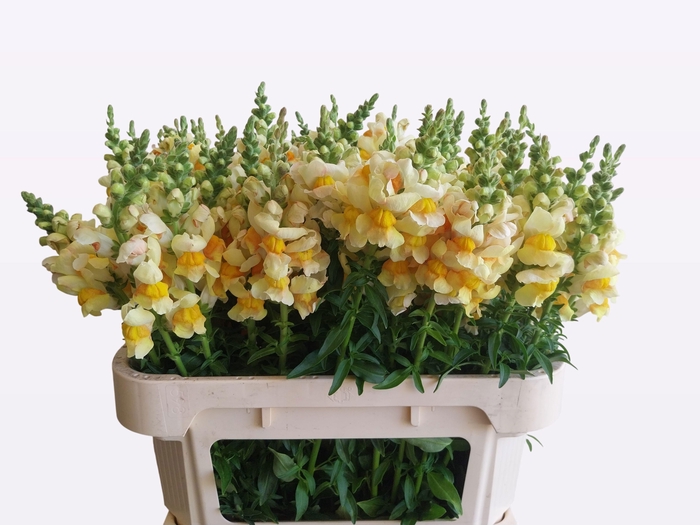 <h4>ANTIR AVIG APRICOT</h4>