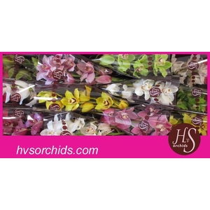 CYMB T GEMENGD 50 CM