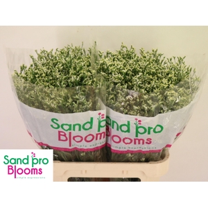 LIM SIN COOL DIAMOND