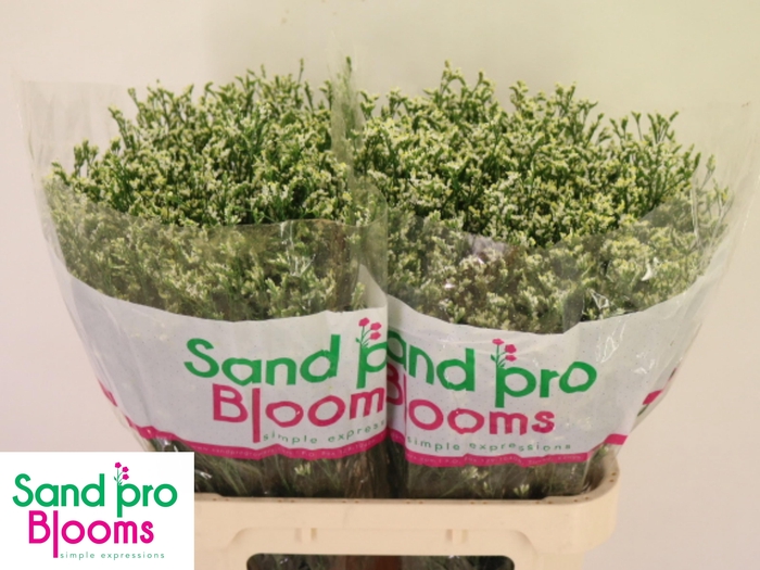 <h4>LIM SIN COOL DIAMOND</h4>