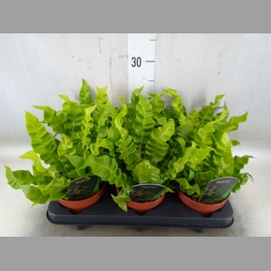 Asplenium nidus 'Crispy Wave'