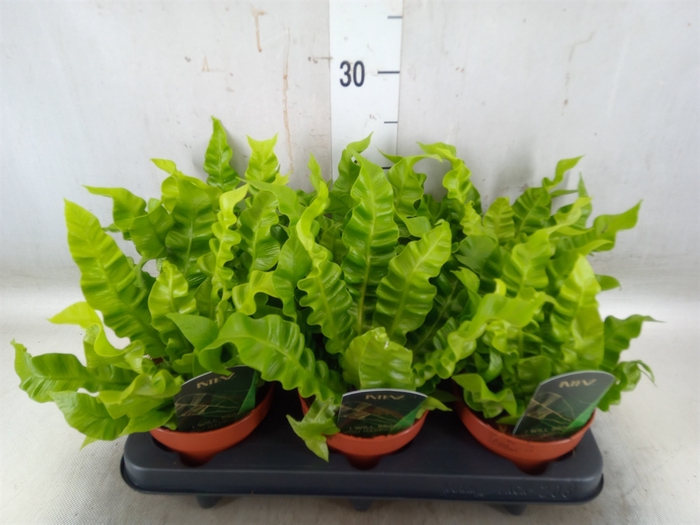 <h4>Asplenium nidus 'Crispy Wave'</h4>