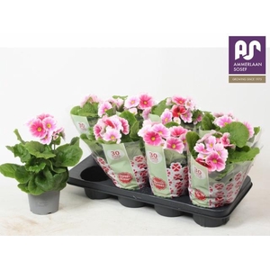 PRIM OB TM RED WHITE