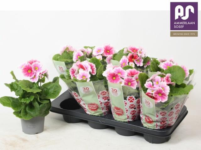 <h4>PRIM OB TM RED WHITE</h4>