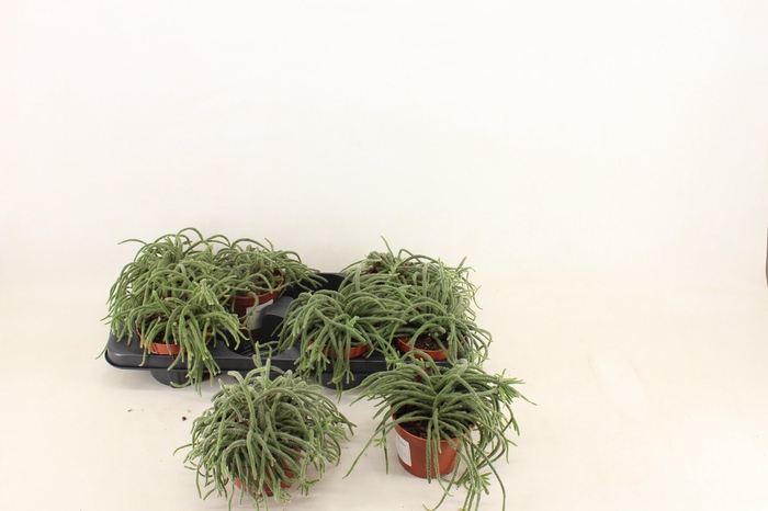 <h4>RHIPSALIS BACCIFERA</h4>
