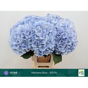 Hydr Mariama Blue 65 cm Vicini