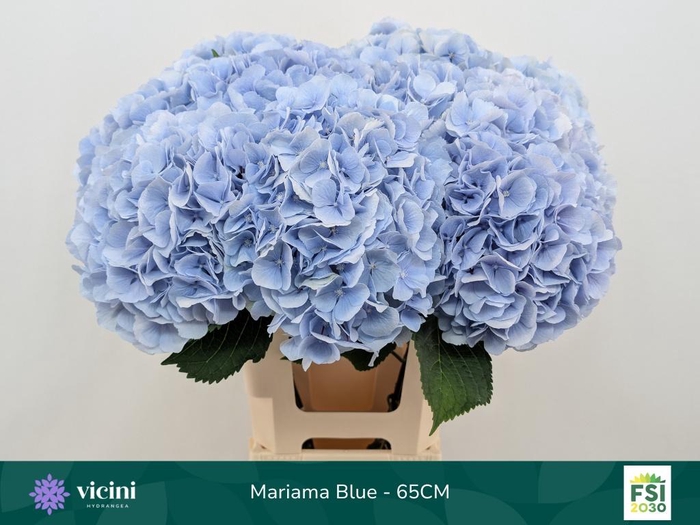 <h4>Hydr Mariama Blue 65 cm Vicini</h4>