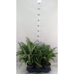 Aglaonema KB 'Cutlass'