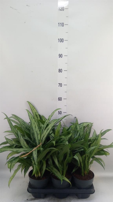 <h4>Aglaonema KB 'Cutlass'</h4>