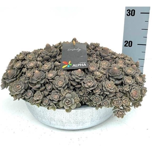 Orostachys furusei