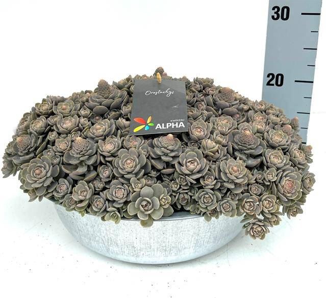 <h4>Orostachys furusei</h4>