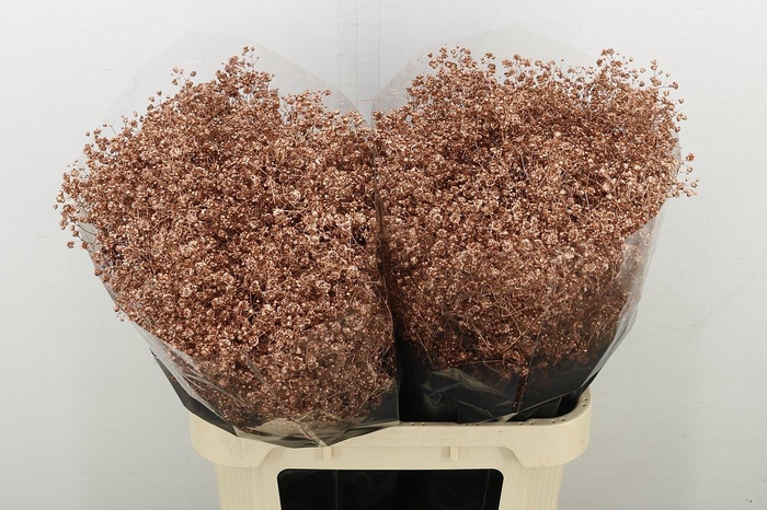 <h4>Gyps Grof Antique</h4>