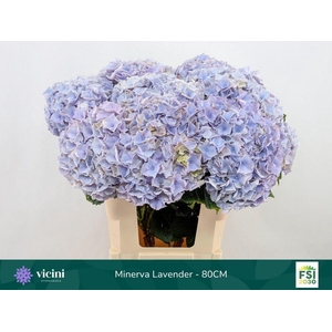 Hydrangea my beautiful minerva