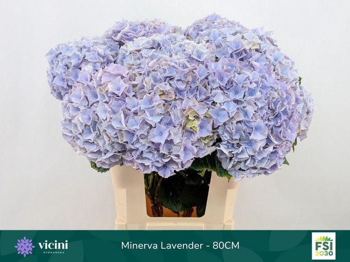 <h4>Hydrangea my beautiful minerva</h4>
