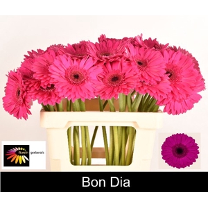 GE GR BON DIA Water 996