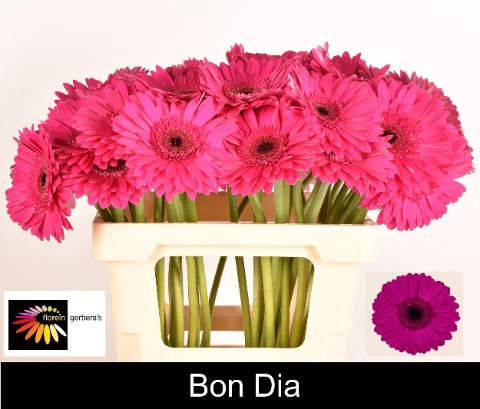 <h4>GE GR BON DIA Water 996</h4>