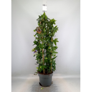 Passiflora caerul. 'Clear Sky'