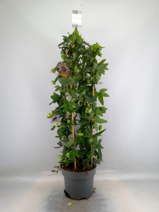 <h4>Passiflora caerul. 'Clear Sky'</h4>