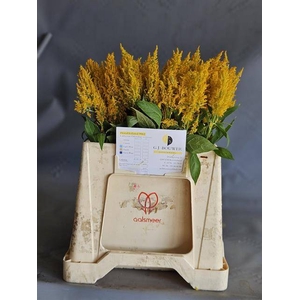 Cel P Sunday Yellow