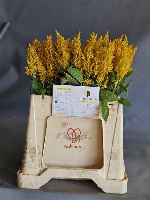<h4>Cel P Sunday Yellow</h4>