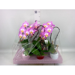 Phalaenopsis   ...