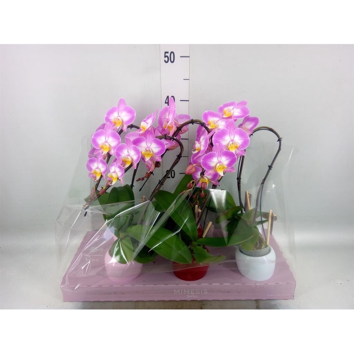 <h4>Phalaenopsis   ...</h4>