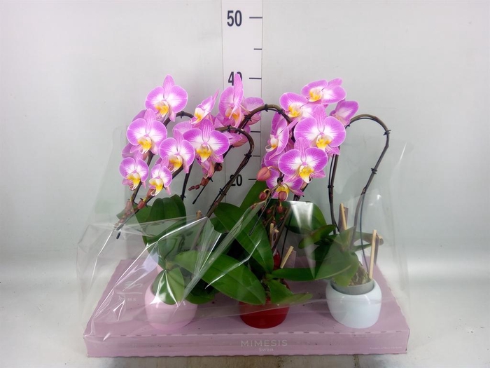 Phalaenopsis   ...