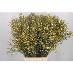 Ginster Yellow Per Bunch
