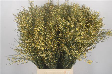 <h4>Ginster Yellow Per Bunch</h4>