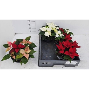 EUPHOR PULCHERRIM OV