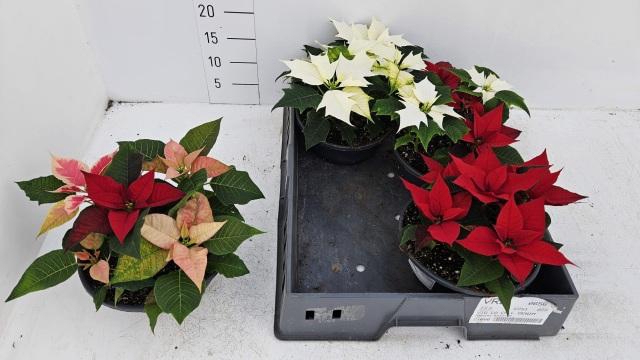 <h4>EUPHOR PULCHERRIM OV</h4>