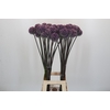 Allium Summer Drummer