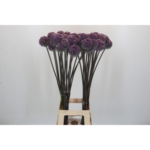 Allium Summer Drummer