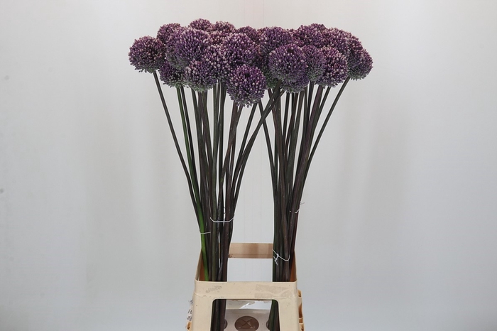 <h4>Allium Summer Drummer</h4>