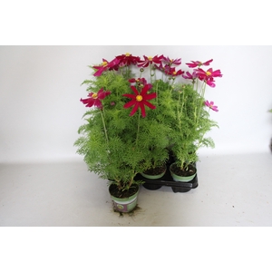Cosmea bipinatus Casanova Violet