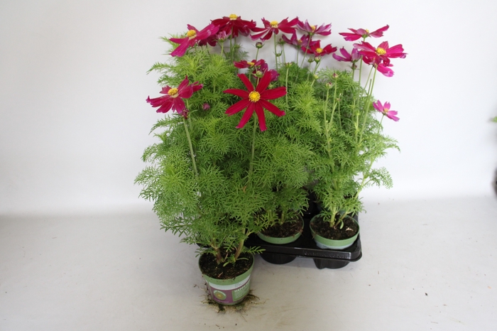 <h4>Cosmea bipinatus Casanova Violet</h4>