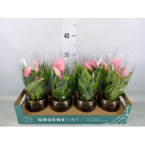 Anthurium andr. 'Lilli'