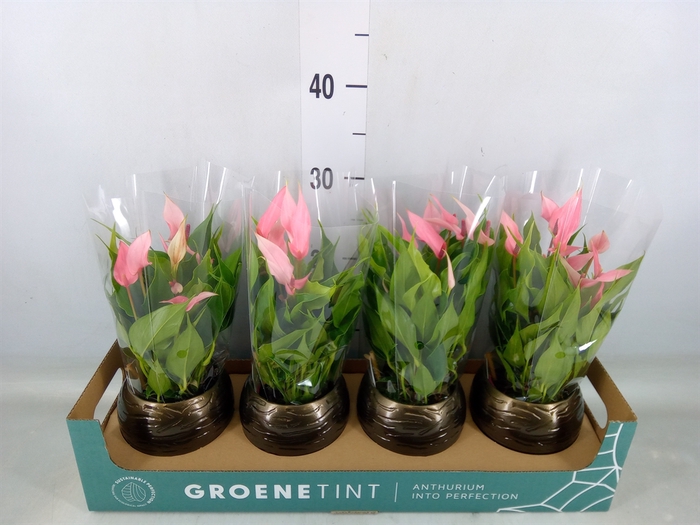 <h4>Anthurium andr. 'Lilli'</h4>