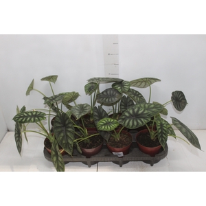 ALOCASIA DRAGON SCALE P12