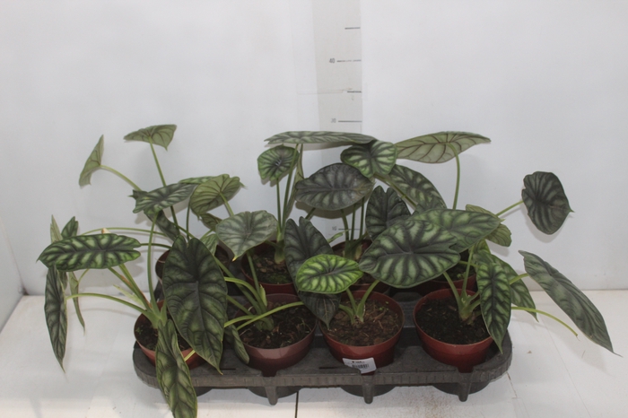 <h4>ALOCASIA DRAGON SCALE P12</h4>