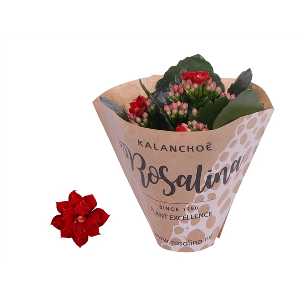 <h4>Kalanchoe Rosalina 06cm rood in papieren hoes</h4>