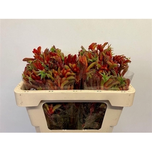 ANIGOZ RAMP ROY SLAV