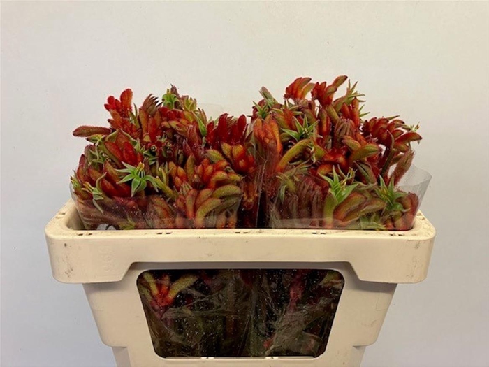 <h4>ANIGOZ RAMP ROY SLAV</h4>