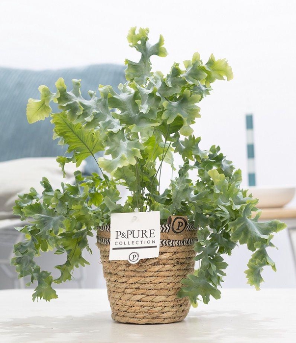 <h4>Phlebodium Davana in P&PURE Basket 6</h4>