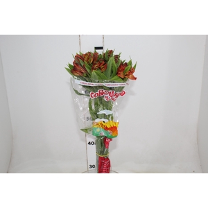 ALSTROEMERIA CINNAMON 080 CM