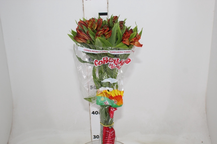 <h4>ALSTROEMERIA CINNAMON 080 CM</h4>